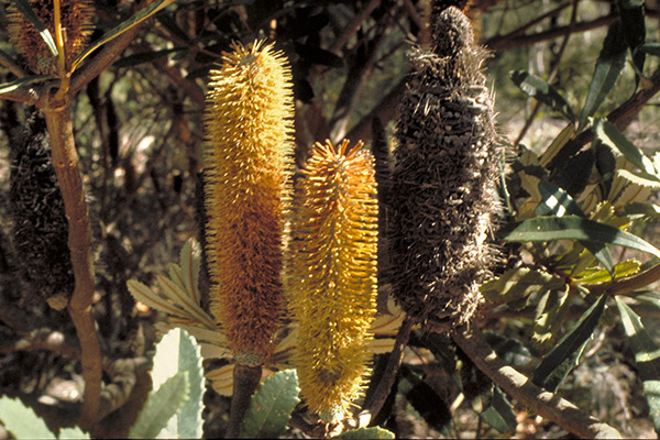 Flowers of Banksia paludosa subsp. astrolux, Australia